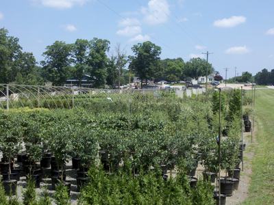 Nursery rows of potted young trees and shrubs beside a road and grassy verge