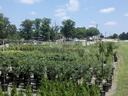 Nursery rows of potted young trees and shrubs beside a road and grassy verge