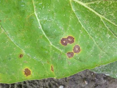 Green leaf with several concentric brown spots surrounded by yellow halos