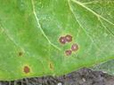 Green leaf with several concentric brown spots surrounded by yellow halos