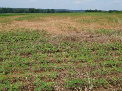 Dried out soil from sunlight compared to soil protected by cover crop.