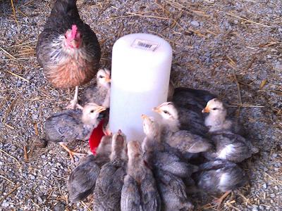 Hen with a group of chicks gathered around a white water feeder
