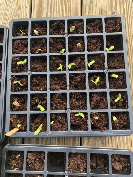 One tray of seedlings on March 30, 2020