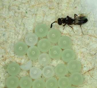 Anastatus reduvii and brown marmorated stink bug egg mass.