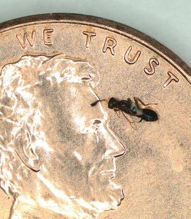 Anastatus reduvii on penny, showing small size.Wasp parasitoids of stink bugs are small and pose no threat to humans (what would be their “stinger” is only capable of oviposition, or egg-laying).