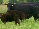 Black cow in grassy field with calf nursing; yellow ear tags reading 112 and 610.