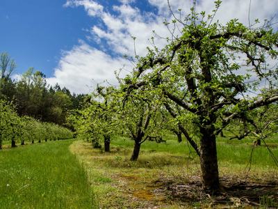 Apple orchard