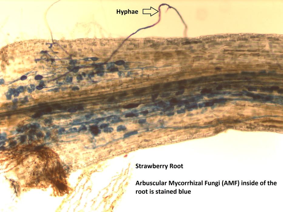 Arbuscular Mycorrhizal Fungi