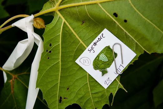 Sentinel BMSB egg mass placed on wild sycamore to detect egg parasitoids.