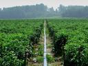 Fig. 1. Existing dripline for irrigation allows for an easy transition to insecticide chemigation. (Photo: Steve Schoof)