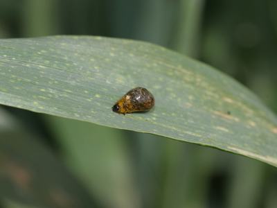 small, slug like larvae on leaf