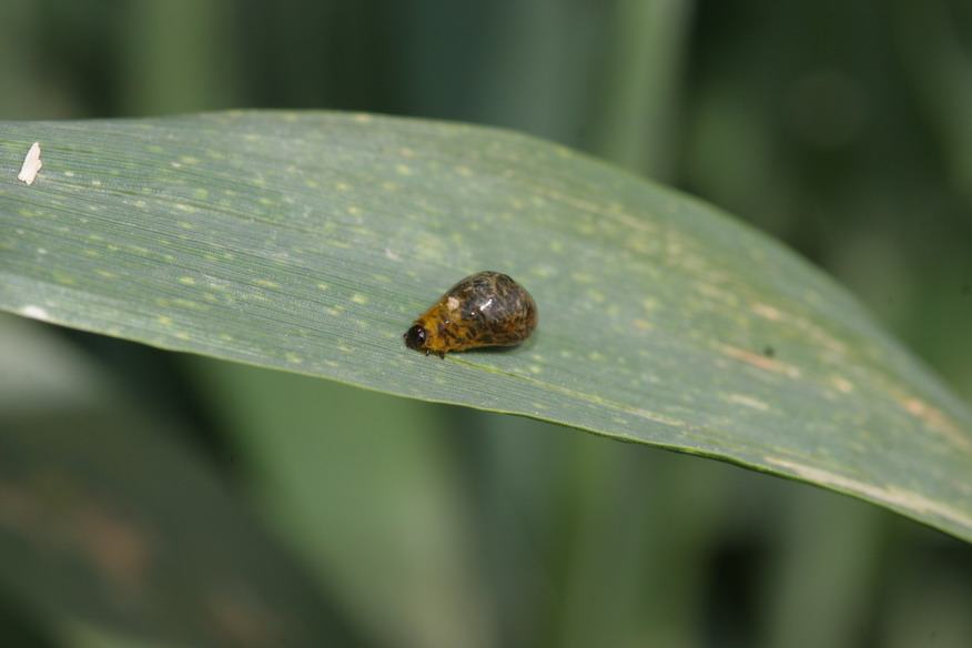 small, slug like larvae on leaf