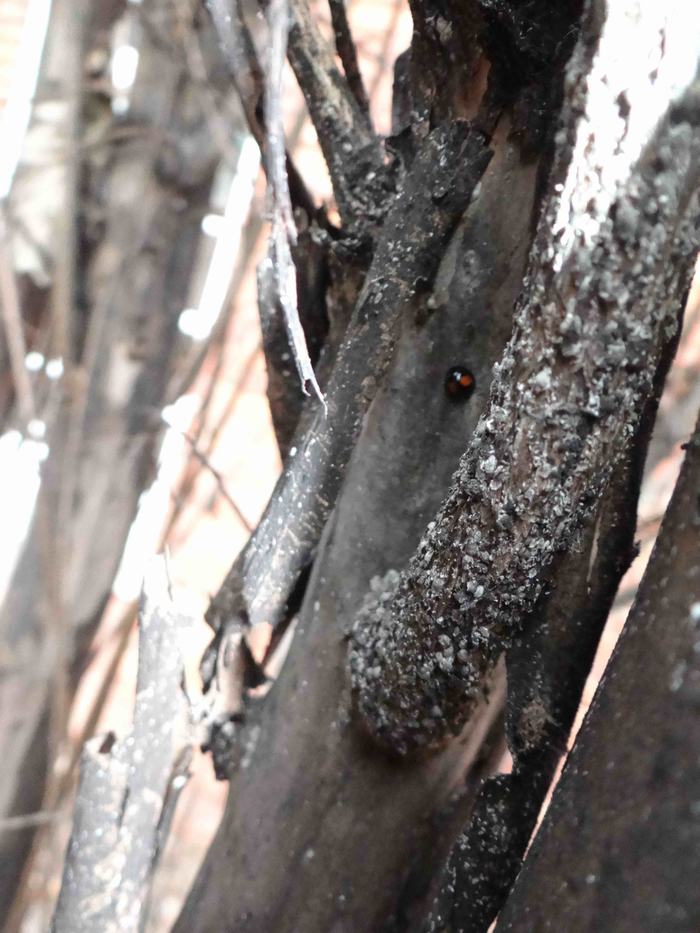 Crape myrtle bark scale encrusted branch and a twice stabbed lady beetle predator. Photo: SD Frank