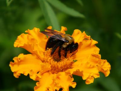 A female carpenter bee collects pollen from a flower. Carpenter bees are about the same size as a bumble bee. However, carpenter bees have a smooth black abdomen, and bumble bees have a fuzzy yellow, black striped abdomen.