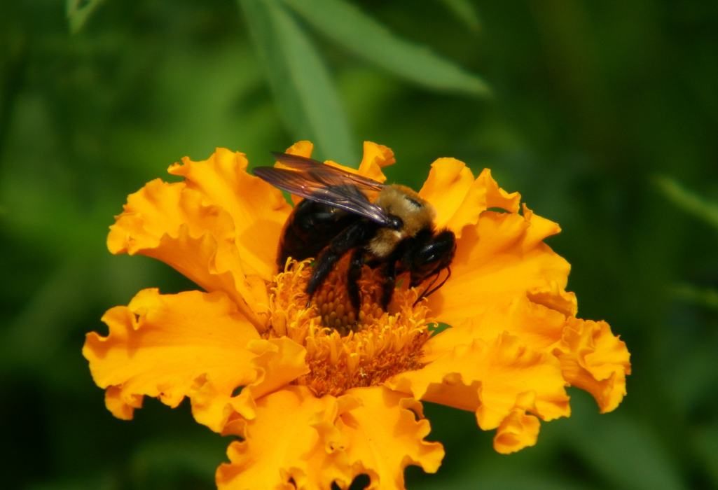 A female carpenter bee collects pollen from a flower. Carpenter bees are about the same size as a bumble bee. However, carpenter bees have a smooth black abdomen, and bumble bees have a fuzzy yellow, black striped abdomen.
