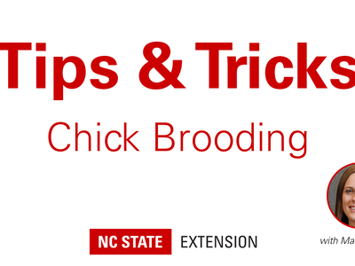 red text of Tips and Tricks Chick Brooding with image of Margaret Ross