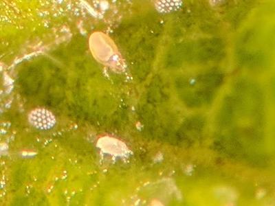 Close up of eggs and broad mites