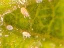 Close up of eggs and broad mites
