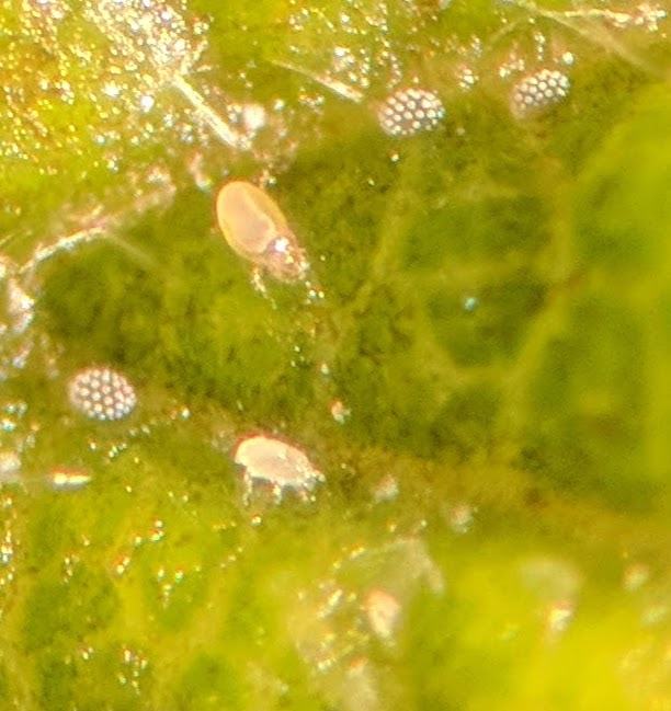 Broad mite adults