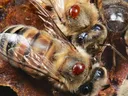 Honey bees clustered on comb with red Varroa mites attached to their thoraxes