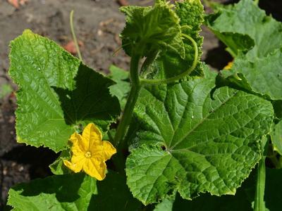 Cucumber vine growing up a tripod trellis system in a raised garden bed.