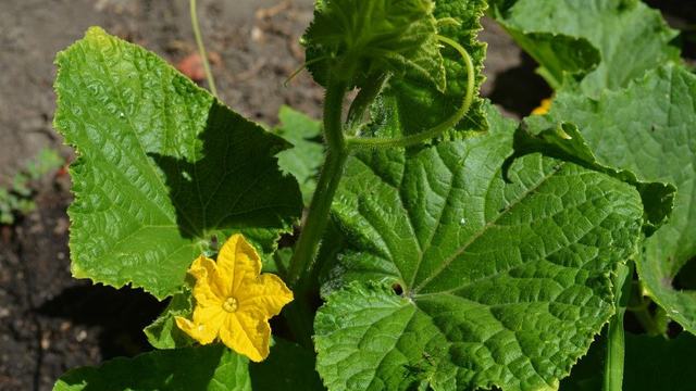 Cucumber vine growing up a tripod trellis system in a raised garden bed.