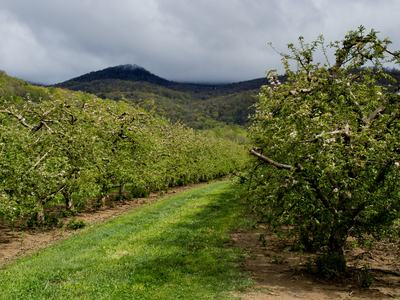apple orchard