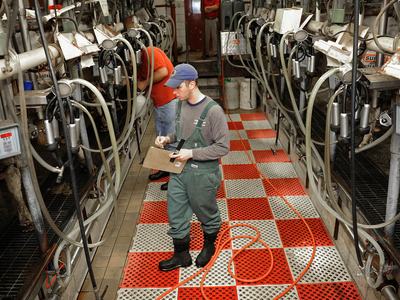 A worker inspects milking equipment inside a dairy facility.