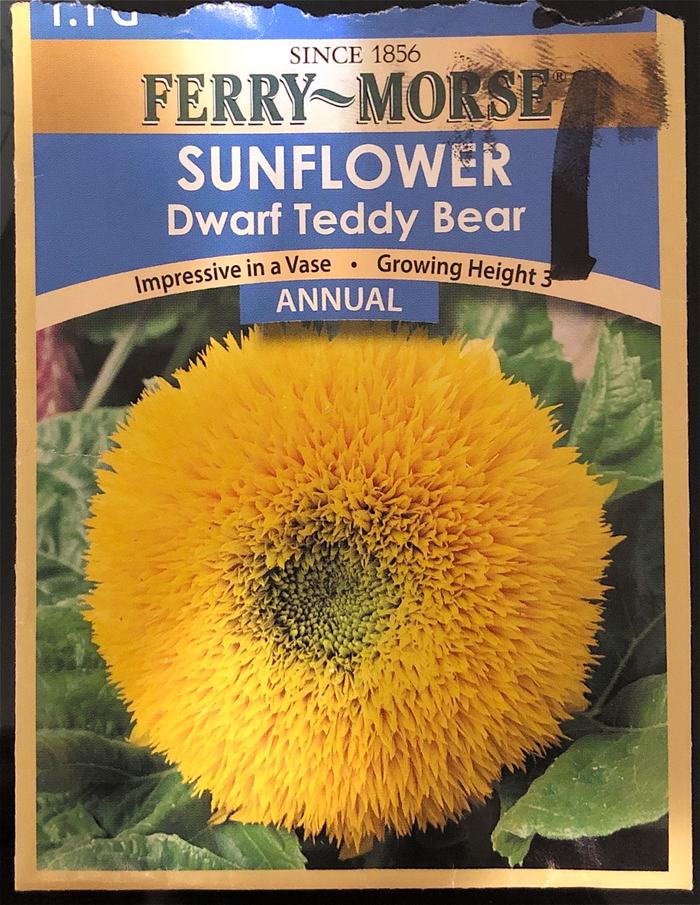 Dwarf Teddy Bear Seed Pack - Front