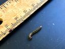 European pepper moth larva. Photo: SD Frank