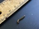 European pepper moth larva. Photo: SD Frank