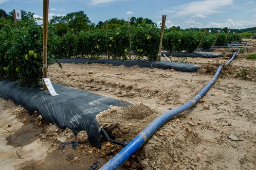 Blue irrigation line (layflat) in a tomato field