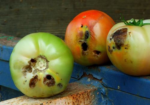 Tomatoes with worm holes