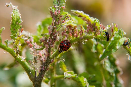 Lady beetle adults and larvae feeding on potato aphids on a tomato plant