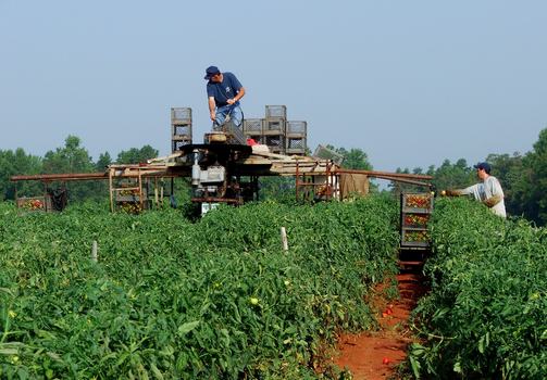 People harvesting a commercial tomato field