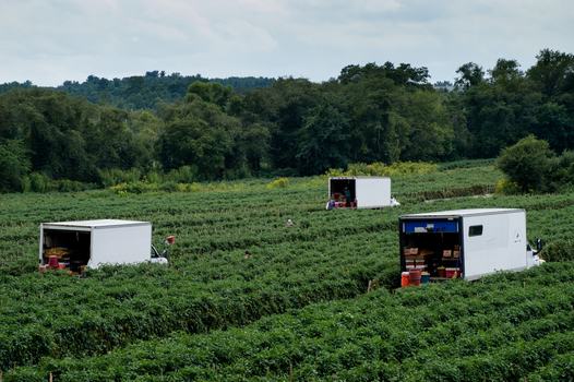 People in a commercial field harvesting tomatoes and packing them in trucks