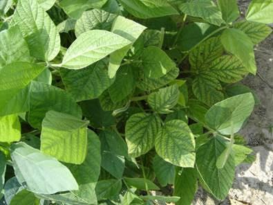 Manganese deficiency in soybean. NC State.