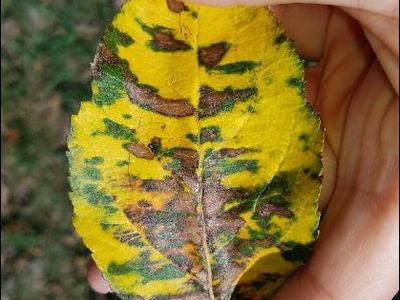 Glomerella leaf spot photo