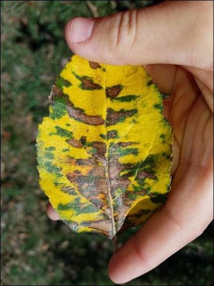Glomerella leaf spot photo