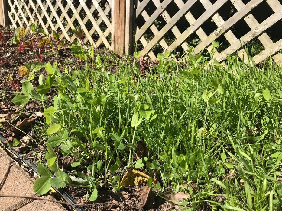 Cover crop growing in October.