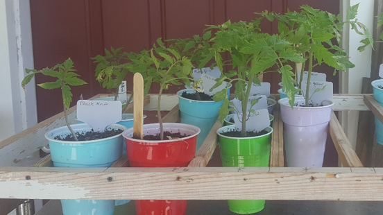 Hardening Off Plants