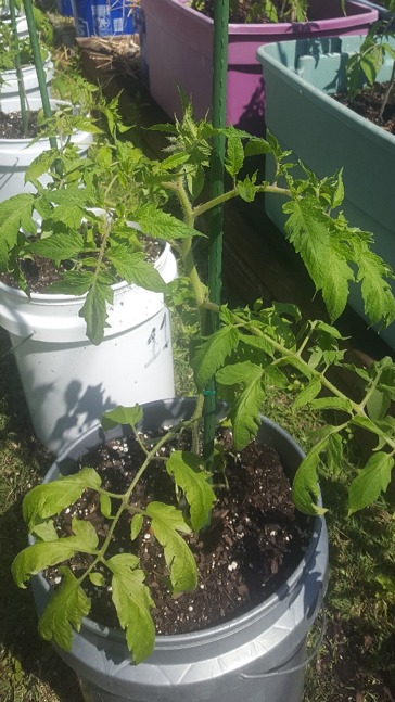 Hardening Off Tomato Plants