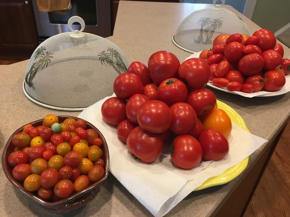 three plates full of tomatoes of various sizes and types