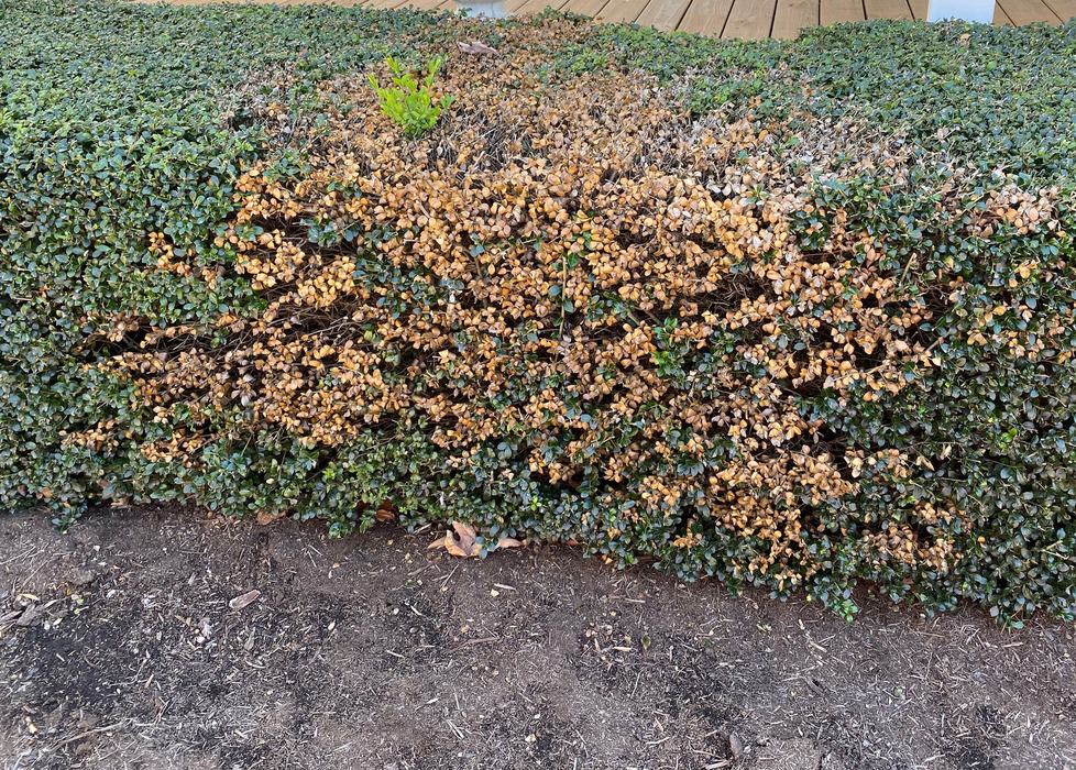 Volutella Blight on boxwood