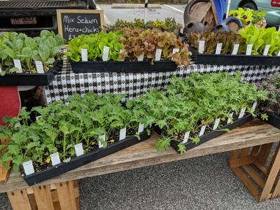 Transplants for Sale