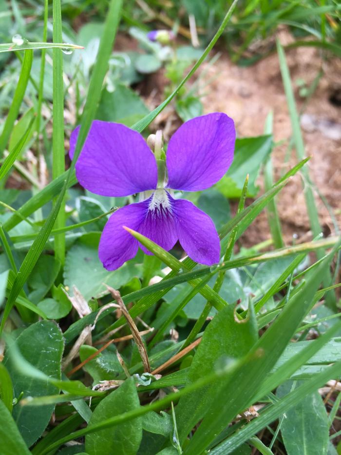 purple flower