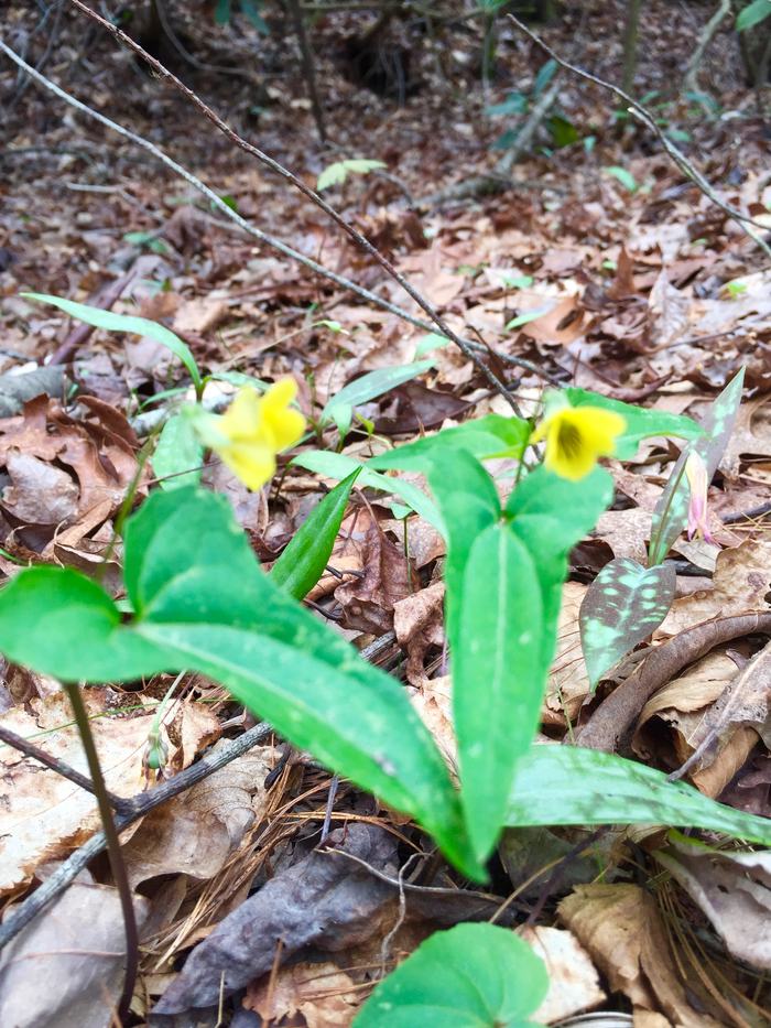 plant
