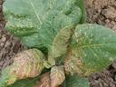 Tobacco plant leaves with mottled yellow-brown spots and damaged edges in soil