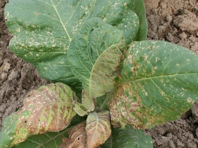 Tobacco plant leaves with mottled yellow-brown spots and damaged edges in soil