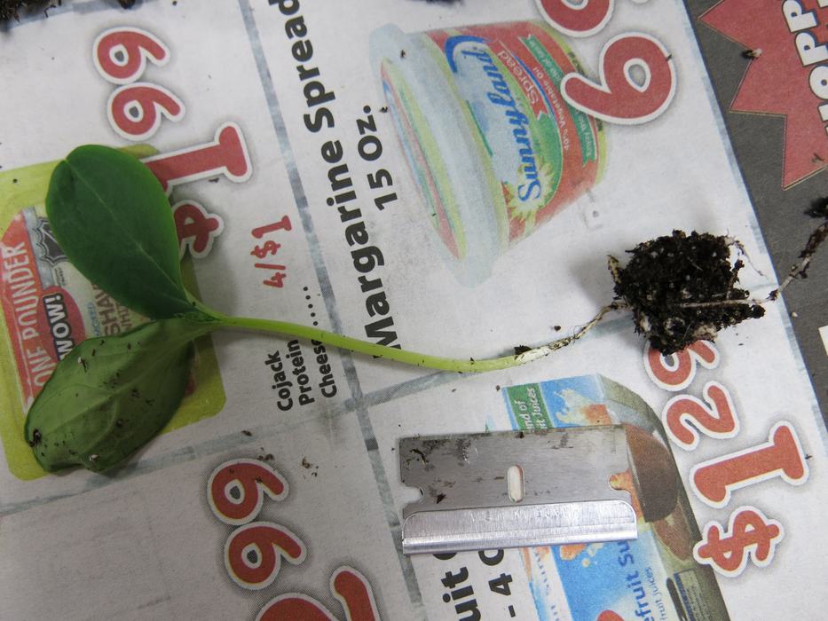 Damping off on cucumber seedling